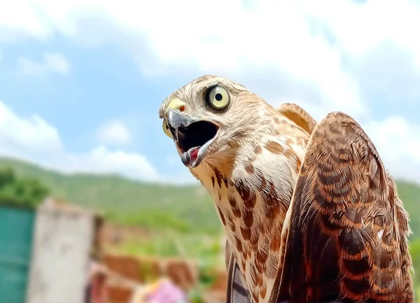 Закриття Saker Falcon Маленький Хижий Птах Родині Accipitridae Поширений Азії — стокове фото