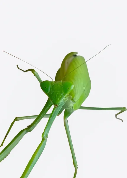 Asiatiska Mantis Eller Bön Mantis Front View Närbild Vit Bakgrund — Stockfoto