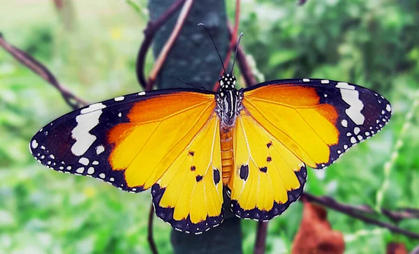 Μια Όμορφη Κίτρινη Και Μαύρη Πεταλούδα Ανοίξτε Φτερά Κλείσιμο — Φωτογραφία Αρχείου