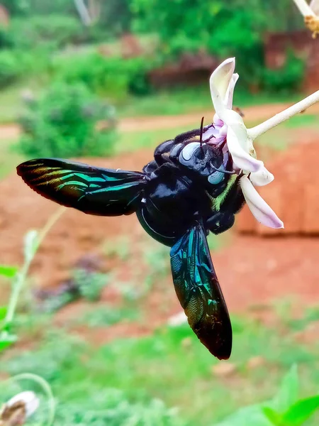 Carpenter Bee Sucking Honey Crown Flowers — Stock Photo, Image