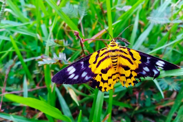 Beautiful Moth Yellow Black Spotted Green Grass — Stock Photo, Image