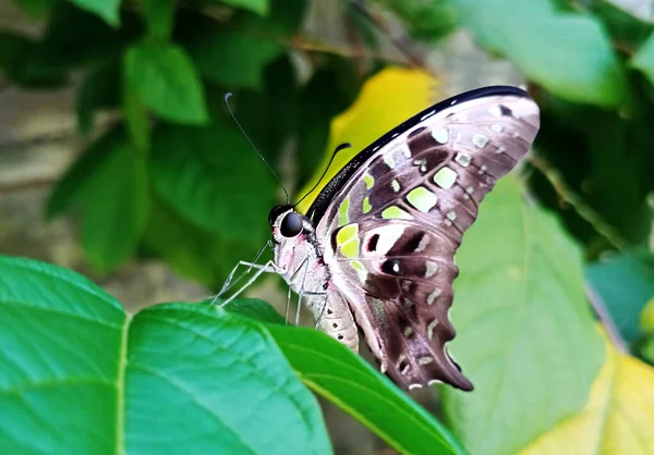 Όμορφη Πεταλούδα Στα Πράσινα Φύλλα Θολή Υπόσταση — Φωτογραφία Αρχείου