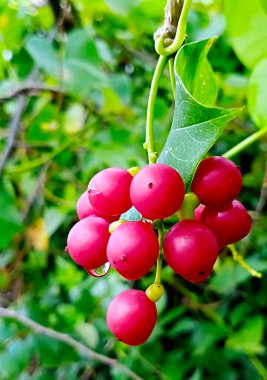 Tinospora cordifolia ya da bilinen adıyla kalp terk edilmiş ay tohumu, guduchi, Bengali: Guloncho, Hindistan 'ın tropikal bölgelerinde yetişen bir otçul sarmaşıktır..