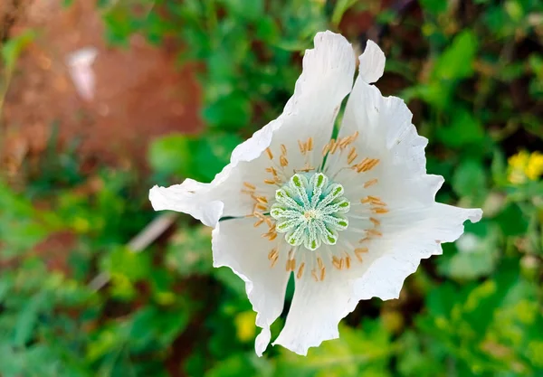 Прекрасна Біла Макова Квітка Розмитий Фон — стокове фото