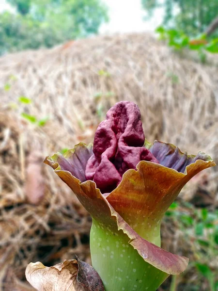 Fil Ayağı Yer Elması Çiçeği Ayrıca Whitespot Dev Arum Afrika — Stok fotoğraf