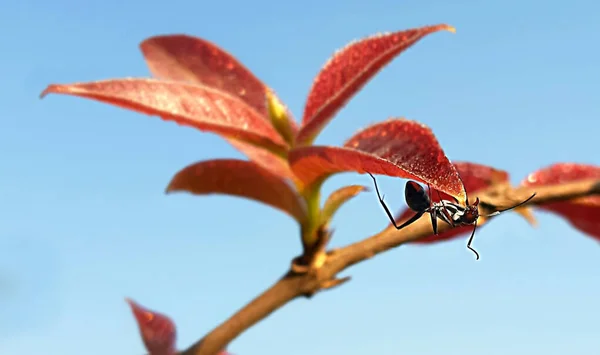A carpenter ant under the rose tree leaf.