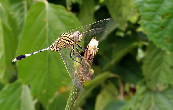 Primo Piano Della Mosca Del Drago Sfocatura Sfondo — Foto Stock