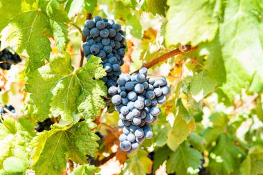 Bir sürü kırmızı şarap üzümü..