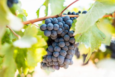 Bir sürü kırmızı şarap üzümü..