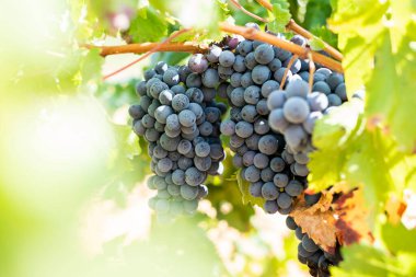 Bir sürü kırmızı şarap üzümü..