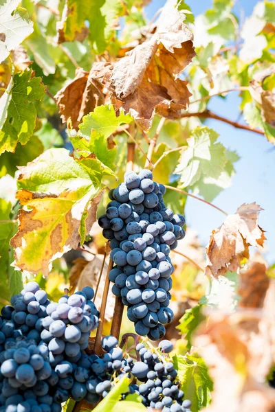 Bunches Red Wine Grapes — Stock Photo, Image