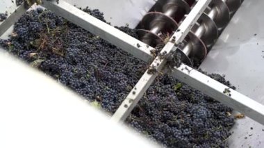 Üzüm Destemmer. Bir şarap şirketinde hasat sırasında taze üzüm topladım..