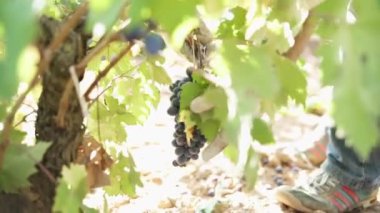 Üzüm topluyorum. Hasat zamanı. Güneşli bir gün.