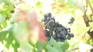 Üzüm topluyorum. Hasat zamanı. Güneşli bir gün.