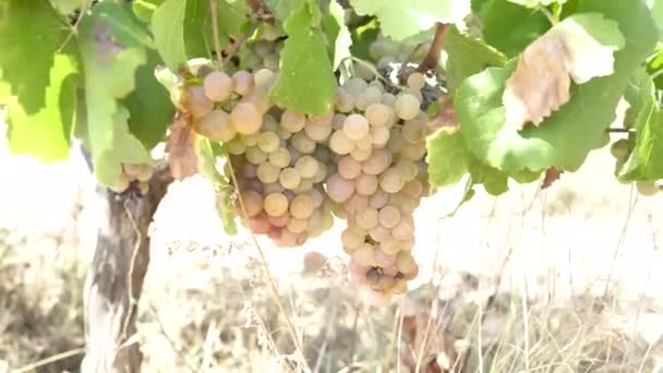 Druvklasar Med Vitt Vin Solig Dag — Stockvideo