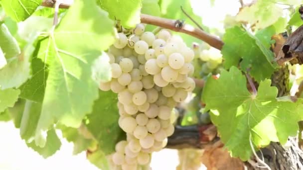 Witte Wijndruiventrossen Zonnige Dag — Stockvideo