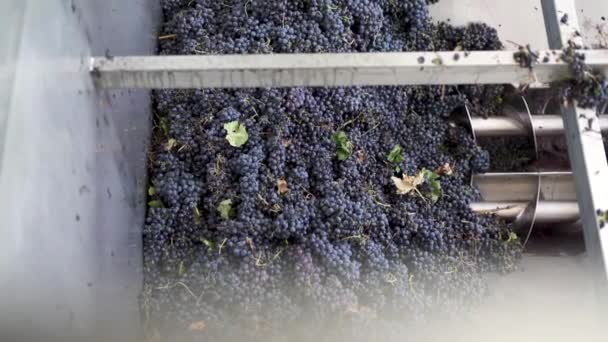 Druivendestemmer Vers Geplukte Druiven Tijdens Oogst Bij Een Wijnbouwbedrijf — Stockvideo