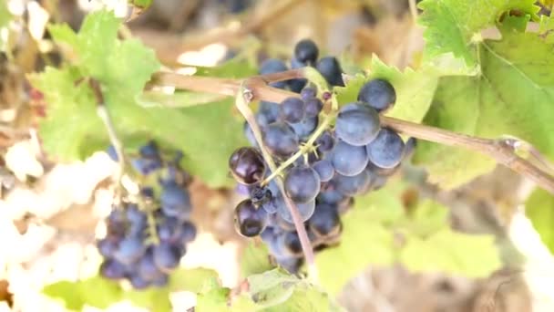 成束的红酒葡萄 — 图库视频影像