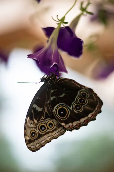 Jeden Tropický Motýl Sedící Okraji Květu — Stock fotografie