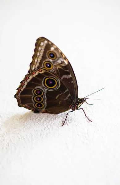 Jeden Tropický Motýl Bílém Pozadí — Stock fotografie