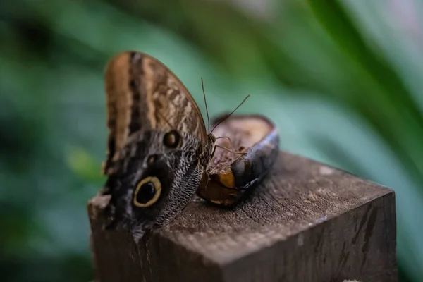 Jeden Tropikalny Motyl Jedzący Naturze — Zdjęcie stockowe