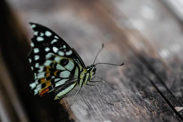 Jeden Tropikalny Motyl Siedzący Drewnie — Zdjęcie stockowe