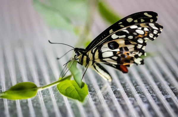 Jeden Tropický Motýl Sedící Listu — Stock fotografie