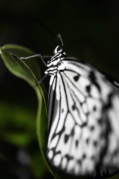 Jeden Tropický Motýl Sedící Džungli — Stock fotografie