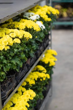 Botanik bahçesinde bir sürü sarı çiçek