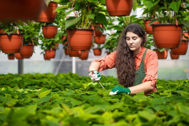 Bahçıvan botanik bahçesindeki bitkileri tedavi ediyor.
