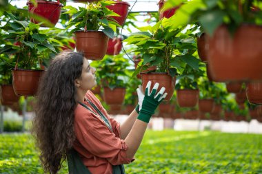 Bahçıvan botanik bahçesindeki bitkileri kontrol ediyor.