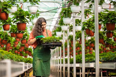Bahçıvan botanik bahçesindeki bitkileri kontrol ediyor.