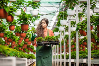 Bahçıvan botanik bahçesindeki bitkileri kontrol ediyor.
