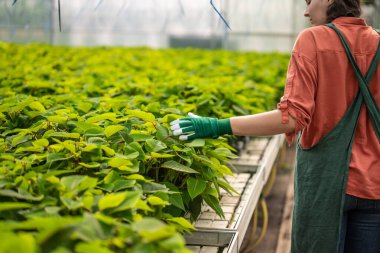 Bahçıvan botanik bahçesindeki bitkileri kontrol ediyor.