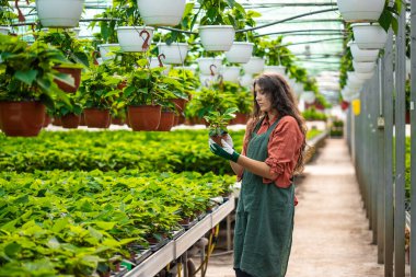 Bahçıvan botanik bahçesindeki bitkileri kontrol ediyor.