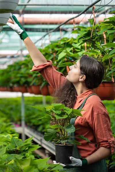 Bahçıvan müşteriler için en iyi bitkiyi seçiyor.