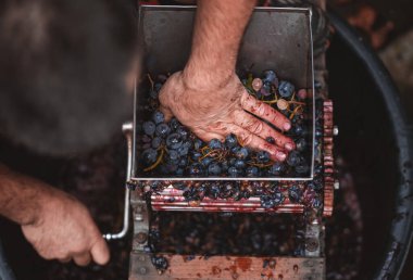 Mor üzümleri tutan çiftçilerin elleri. Çiftçi mor şaraptan kırmızı üzüm yapıyor..
