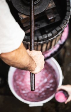 Çiftçi mor şaraptan kırmızı üzüm yapıyor..