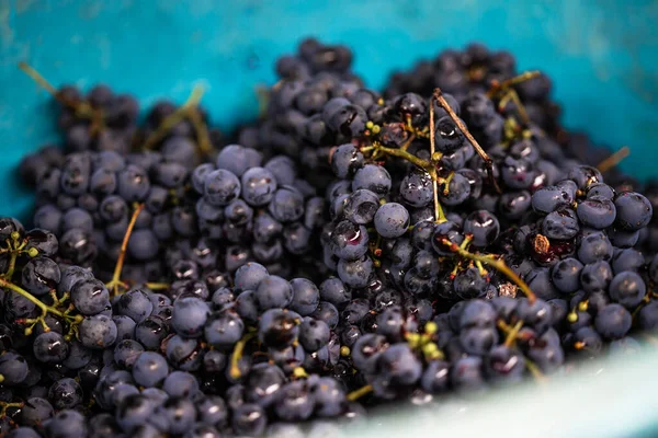 Freshly Picked Purple Grapes Put Blue Bowl Prepared Making Red — Stock Photo, Image