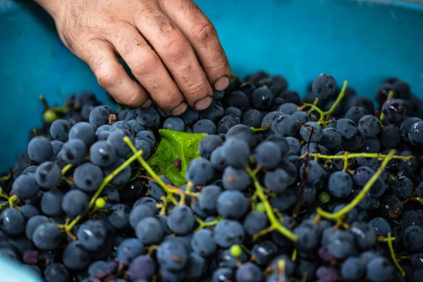 Agricultores Mano Elegir Las Uvas Púrpuras Saludables Para Hacer Vid — Foto de Stock