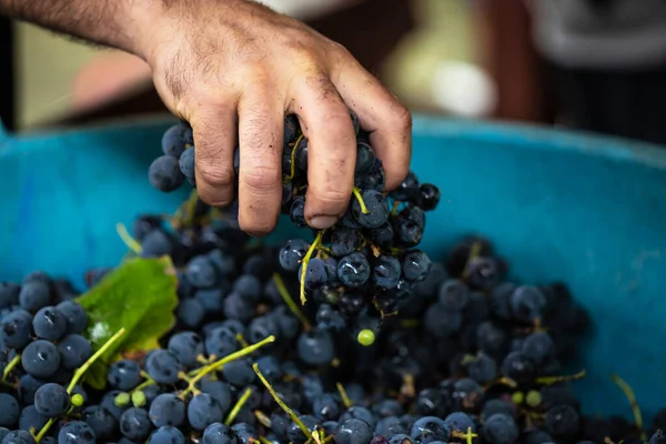 Agricultores Mano Elegir Las Uvas Púrpuras Saludables Para Hacer Vid —  Fotos de Stock