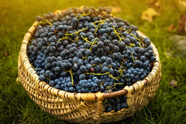 Basket Full Freshly Picked Purple Grapes Prepared Making Red Vine — Stock Photo, Image