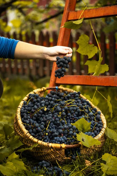 Mujer Eligiendo Las Uvas Sanas Para Hacer Vid Roja Viñedo —  Fotos de Stock