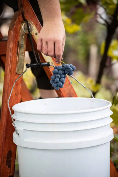 Mujer Recogiendo Uvas Púrpuras Sanas Para Hacer Vid Roja Viñedo —  Fotos de Stock