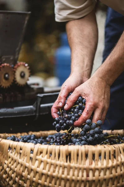 Mor Üzümleri Tutan Çiftçilerin Elleri Çiftçi Mor Şaraptan Kırmızı Üzüm — Stok fotoğraf
