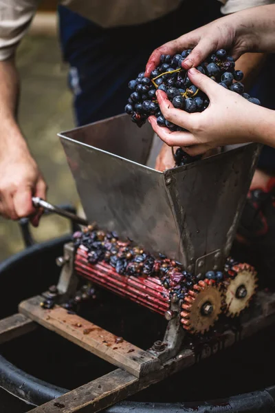 Mor Üzümleri Tutan Çiftçilerin Elleri Çiftçi Mor Şaraptan Kırmızı Üzüm — Stok fotoğraf