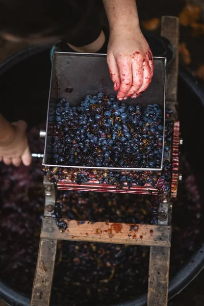 Manos Granjeros Sosteniendo Uvas Moradas Agricultor Haciendo Vid Roja Grpapes — Foto de Stock