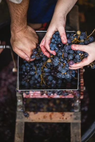 Mains Fermiers Tenant Des Raisins Violets Fermier Faisant Vigne Rouge — Photo