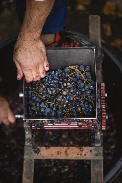 Çiftçi mor şaraptan kırmızı üzüm yapıyor.. — Stok fotoğraf