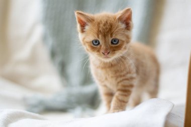 Turuncu kedi yavrusu merakla bakıyor